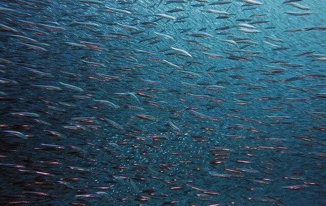 Wie legen Fische Eier