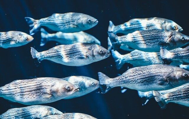 Faktoren, die die Wirkung von Lärm auf Fische bestimmen