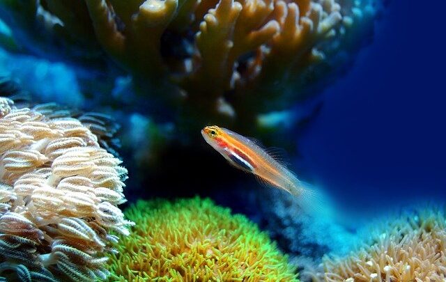 Schlafen Aquarienfische in der Nacht