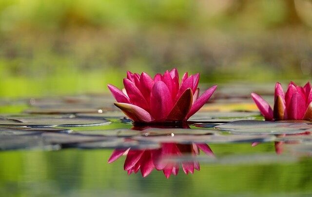 Was sind einige Pflanzen, die nur im Wasser leben?