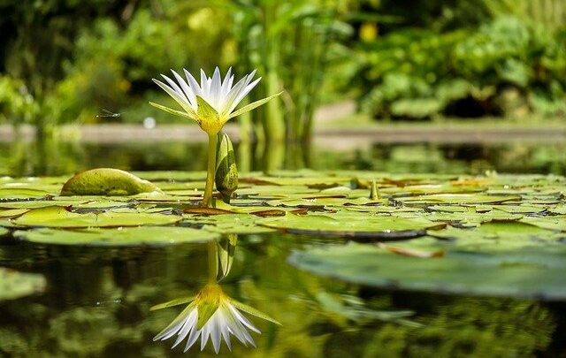 Aquatische und terrestrische Pflanzen