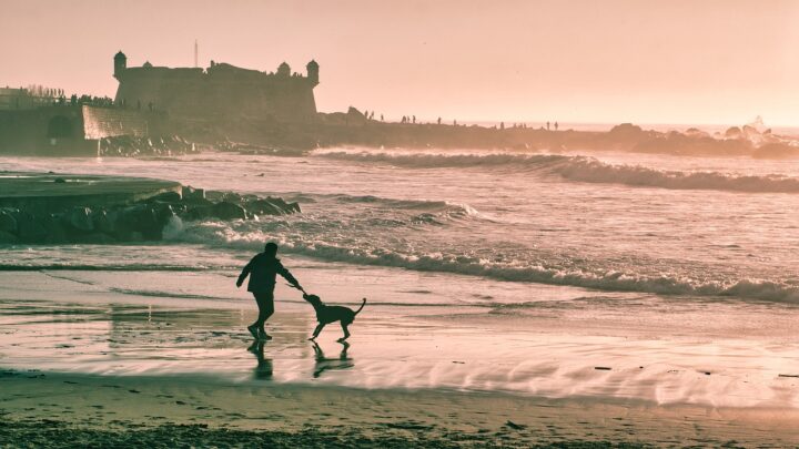 beach, man, dog