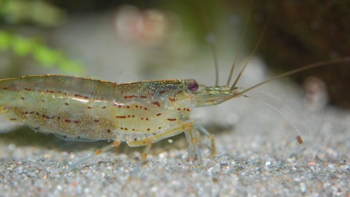 aquarium inhabitants, amano, shrimp, freshwater, animals, underwater, aquarium, reproduction, eggs, aquatic life, nature, transparent